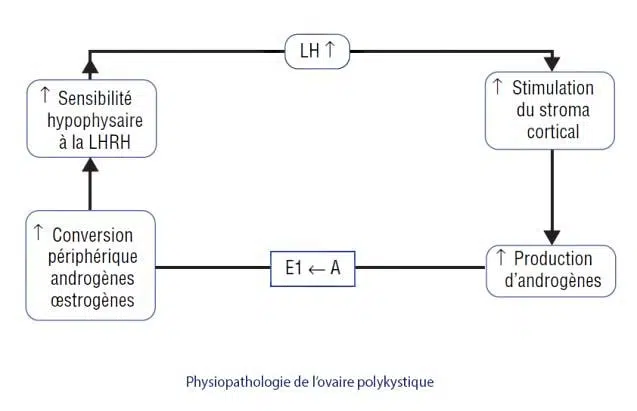 OPK physiologie — mécanisme physiopathologique syndrome ovaires polykystiques