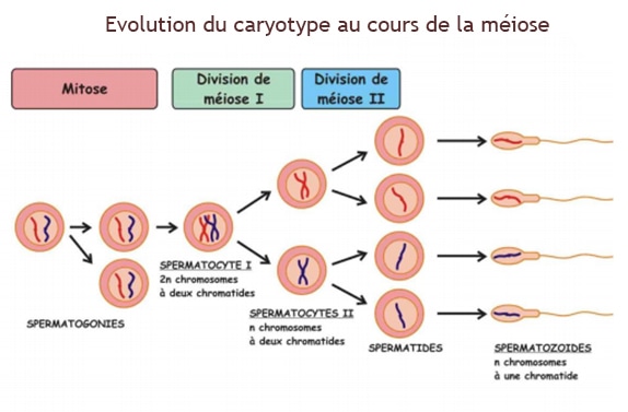 Meiose_caryotype - Dr KARA-ZAITRI M.A