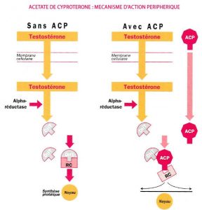Cyprotérone Acétate - Dr KARA-ZAITRI M.A