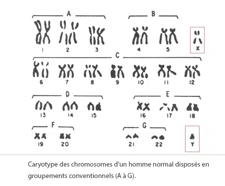 Caryotype humain — chromosomes en paires 46,XX ou 46,XY