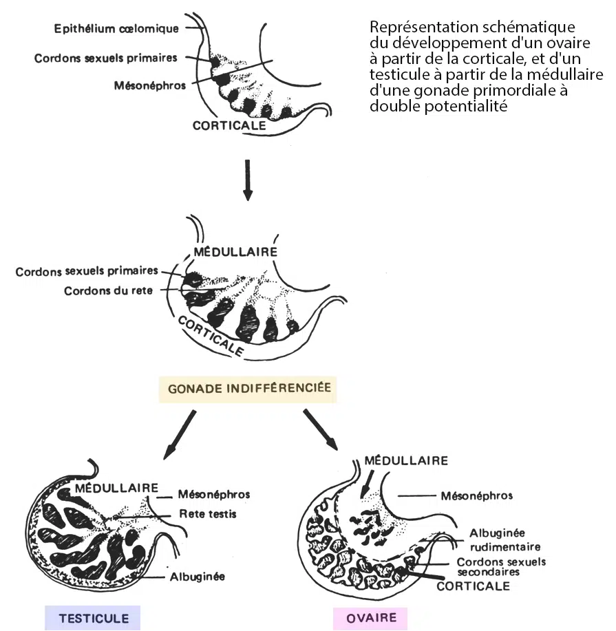 Développement ovaire et testicule — gonades embryonnaires