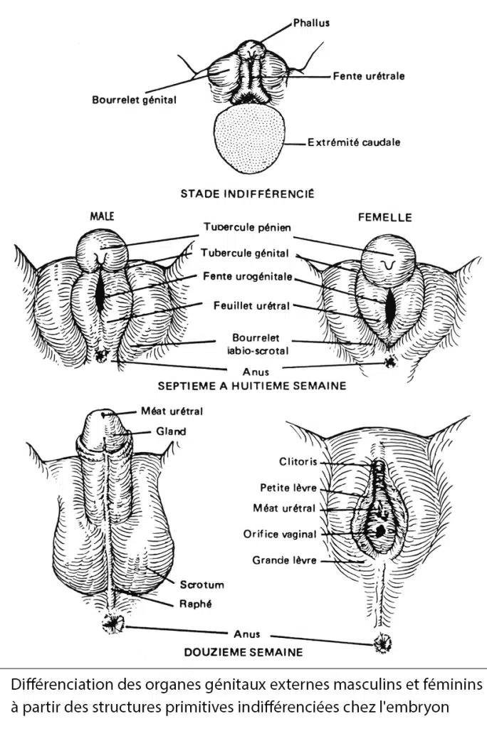 Organes génitaux externes — embryologie et différenciation sexuelle