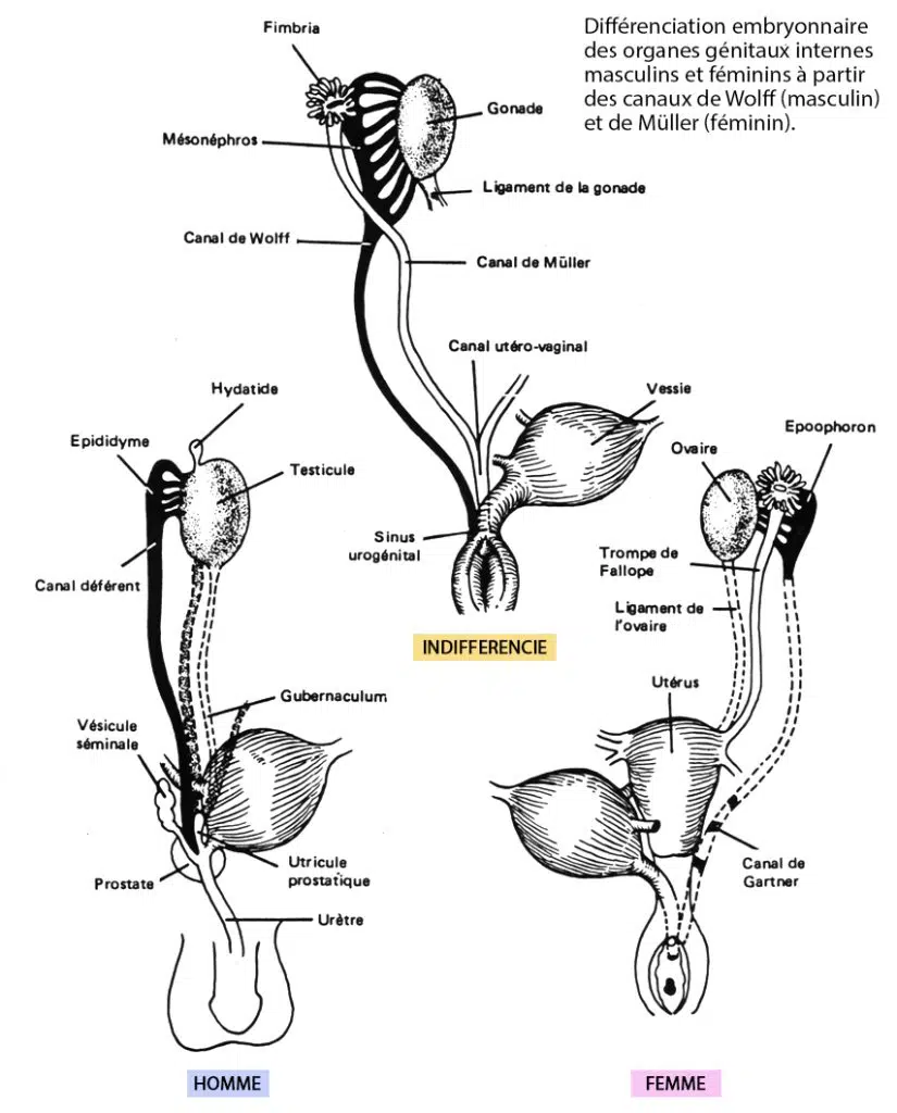Organes génitaux internes — embryologie et développement