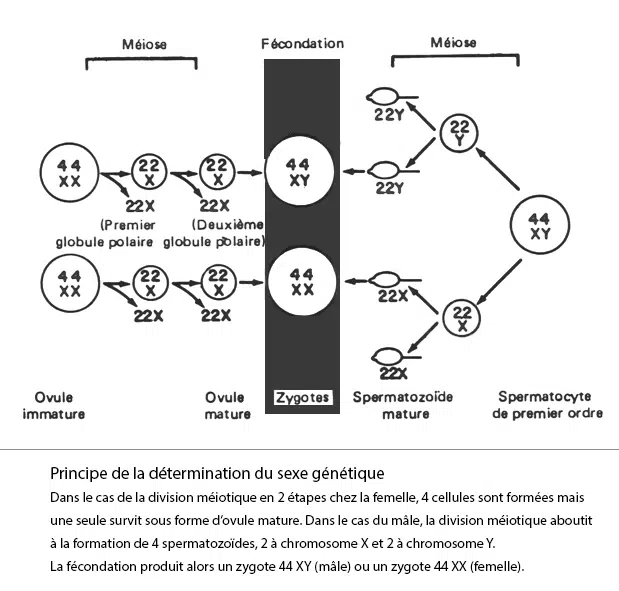 Sexe génétique — chromosomes sexuels XX et XY
