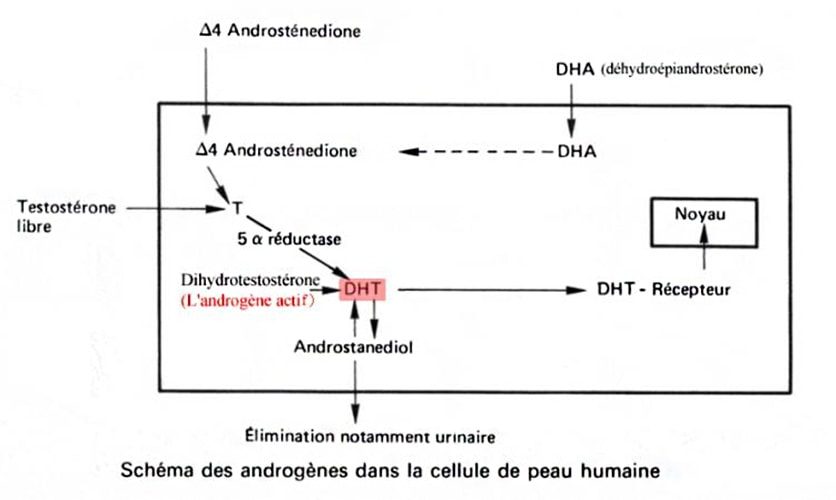Androgènes