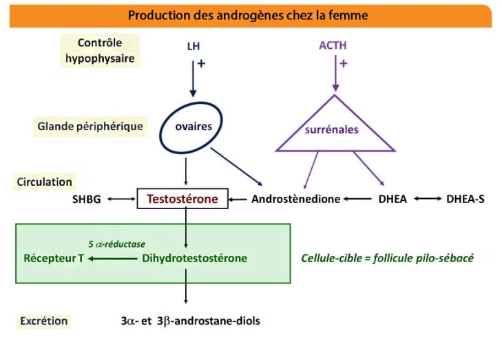 Androgènes