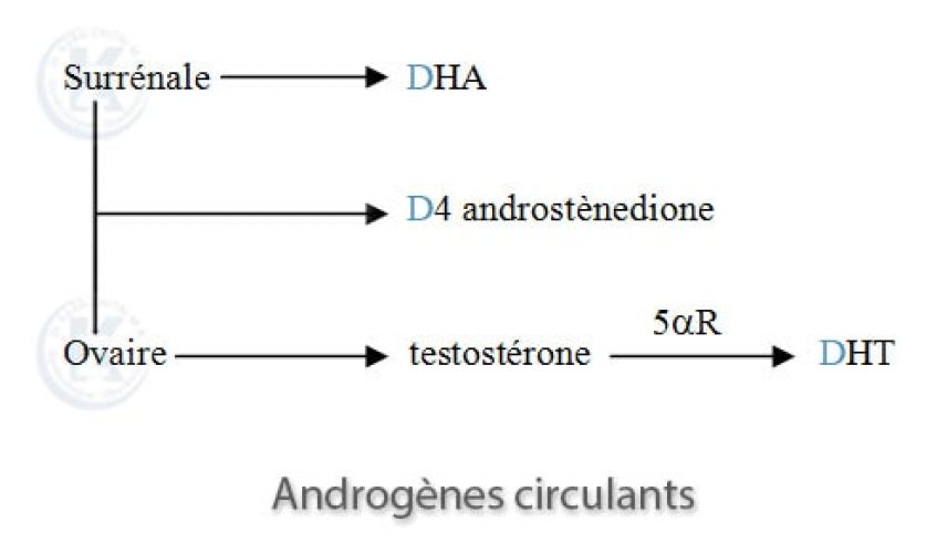 Androgènes