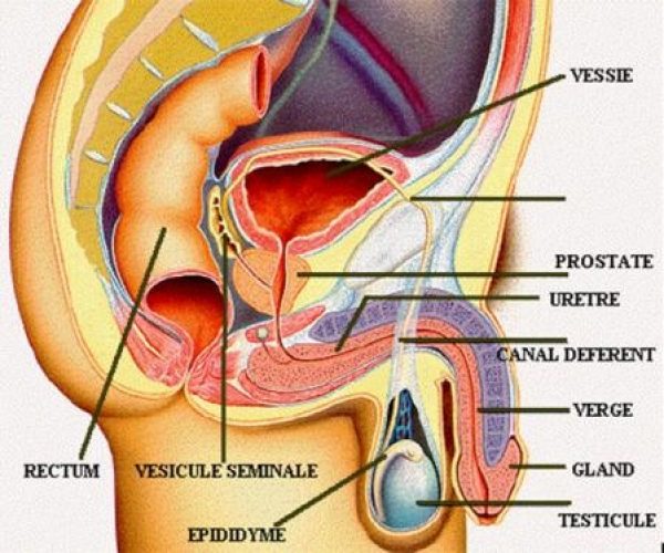 Appareil génital masculin — anatomie voies génitales masculines