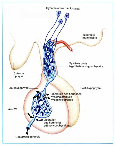 Axe-hypothalamo-hypophysaire