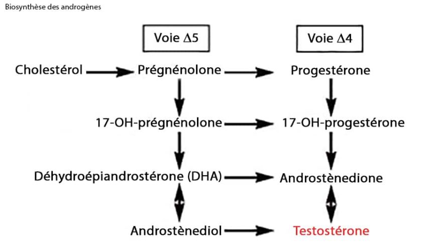 testostérone