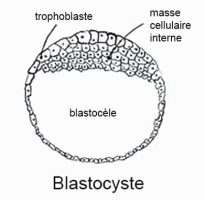 Blastocyste — stade embryonnaire préimplantatoire 1