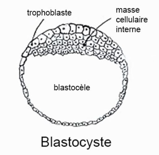 Blastocyste — stade embryonnaire préimplantatoire 1