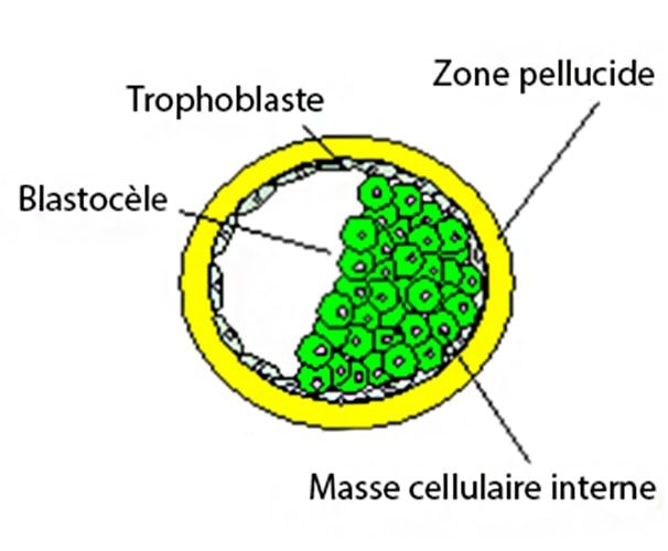 Blastocyste — stade embryonnaire préimplantatoire 3