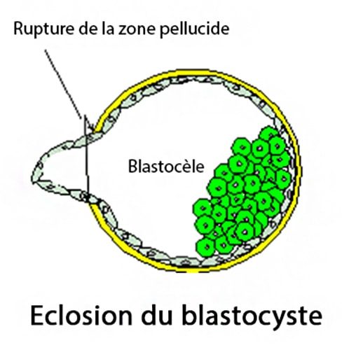 Blastocyste — stade embryonnaire préimplantatoire 4