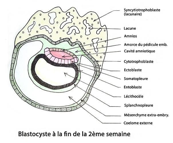 Blastocyste fin 2ème semaine — développement embryonnaire précoce