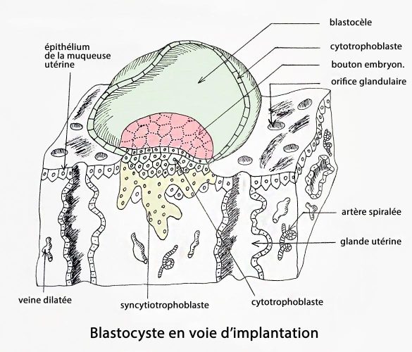 Blastocyste implantation — nidation embryon dans l'endomètre