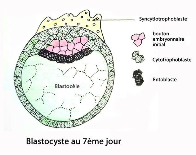 Blastocyste J7 — développement embryonnaire préimplantatoire
