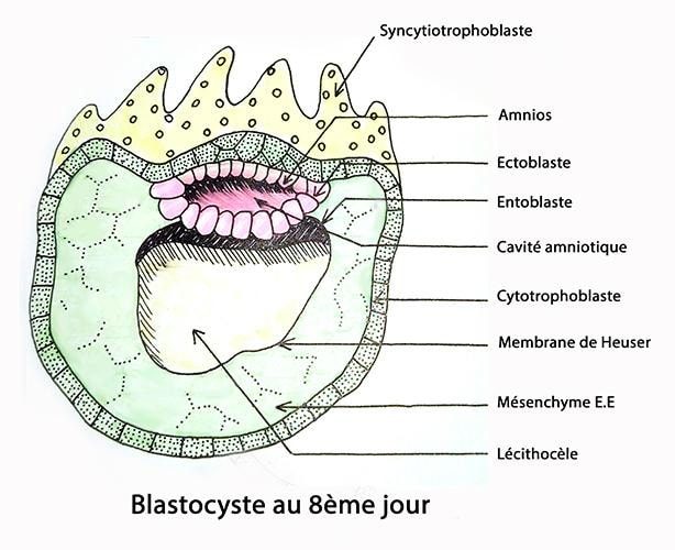 Blastocyste J8 — implantation embryonnaire développement précoce