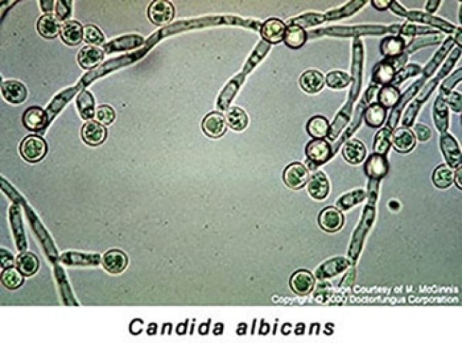 Candida albicans