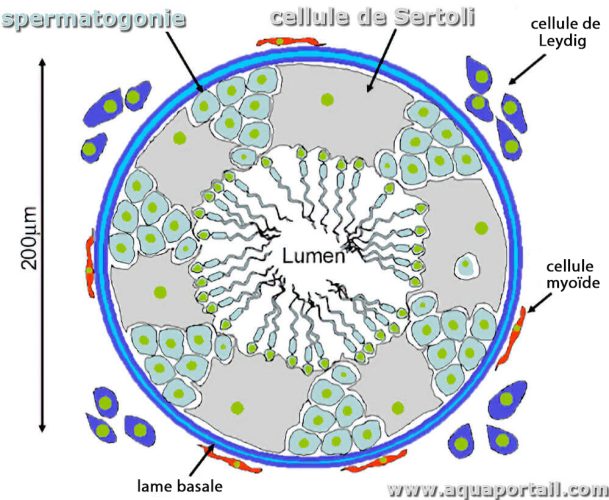 Cellule de Sertoli — rôle dans la spermatogenèse testiculaire