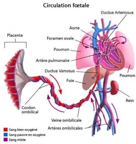 Circulation foetale 2