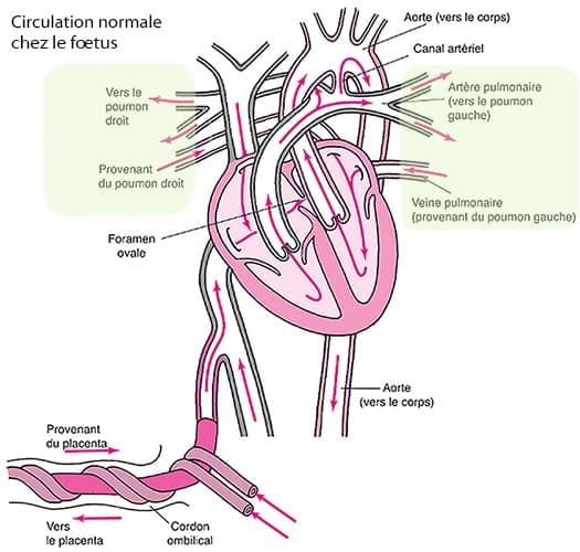 Circulation foetale 3