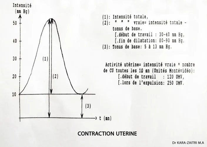 Contraction utérine