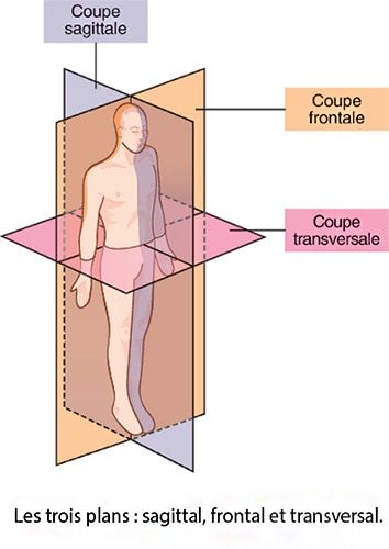 Coupes échographiques — plans de coupe standard sagittal transversal coronal