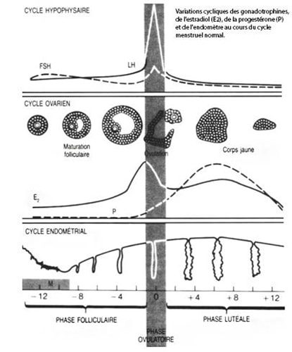 Cycle hypophysaire