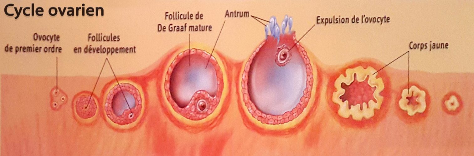 ovulation