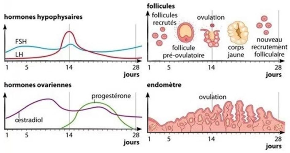 Cycle ovarien hormonal — phases folliculaire et lutéale