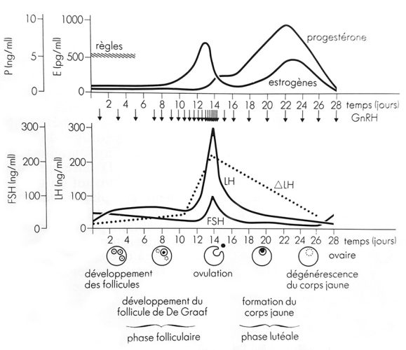 Cycle ovarien