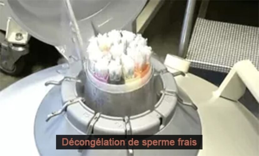 Décongélation sperme — protocole AMP sperme congelé