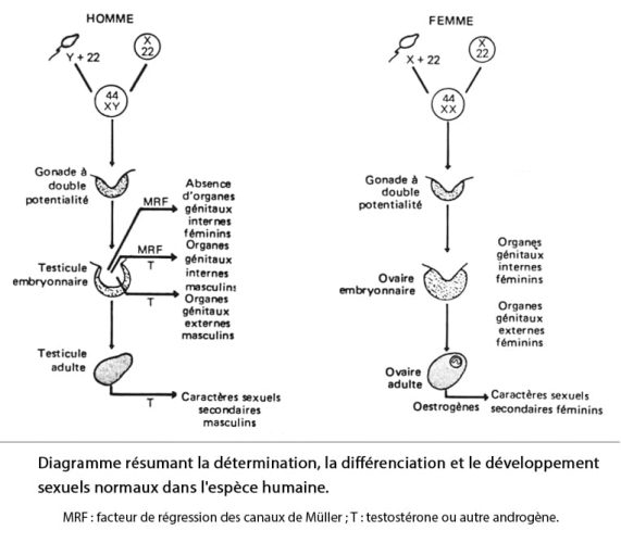 Différenciation sexuelle — schéma embryologique gonadique