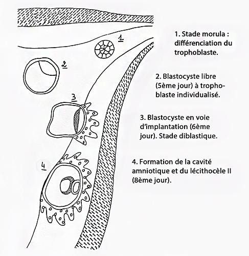 Embryo_annexes 1