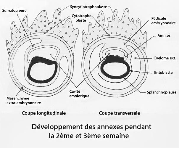 Embryo_annexes 2