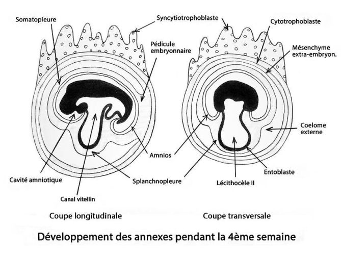 Embryo_annexes 3