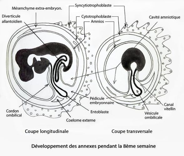 Embryo_annexes 4