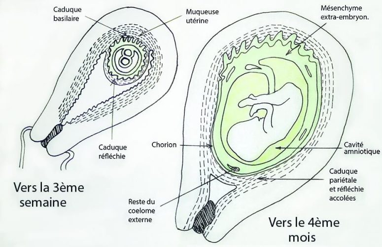 Embryo_annexes 5