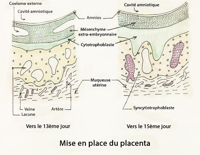 Embryo_annexes 6