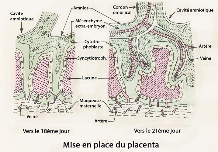 Embryo_annexes 7
