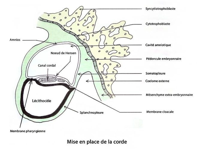 Embryo_corde