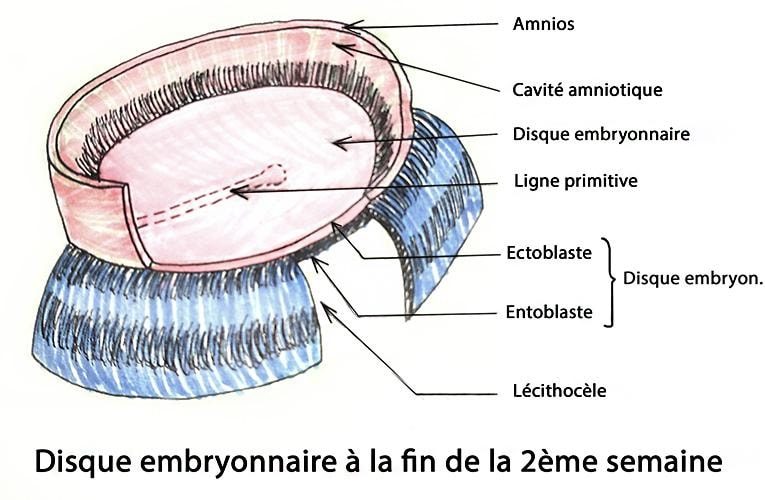 Embryo_embryon j15