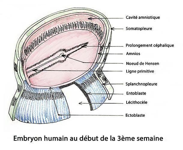 Embryo_embryon j21