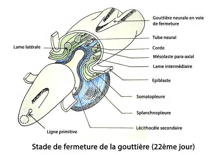 Embryo_embryon j22
