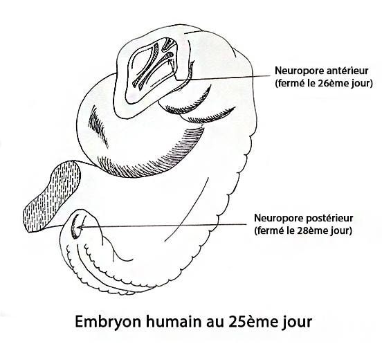 Embryo_embryon j25