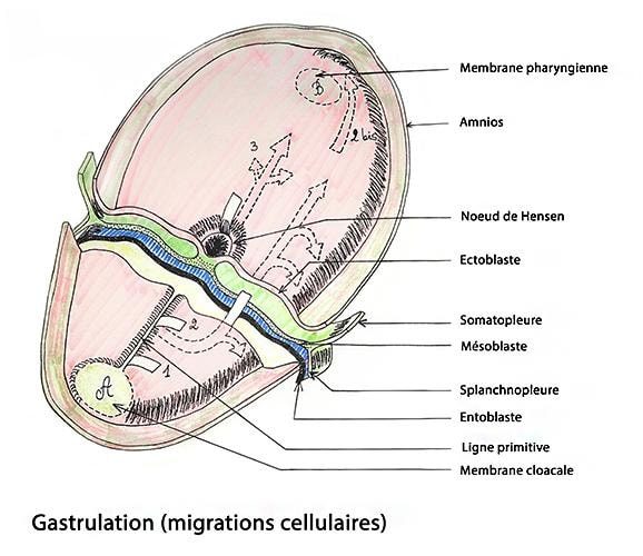 Embryo_gastrulation