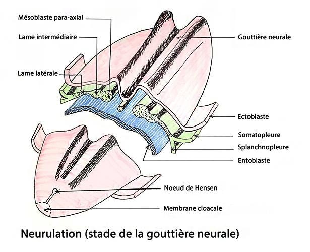 Embryo_neurulation