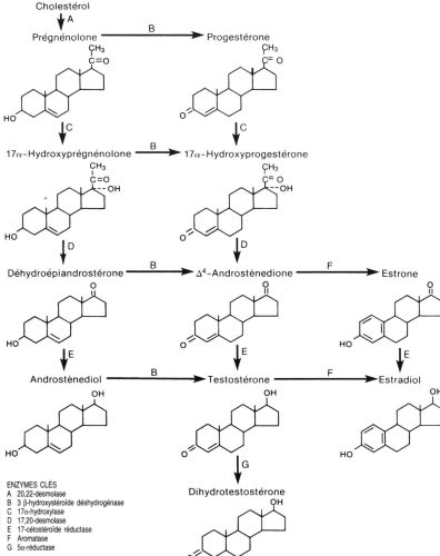 Enzymes clés