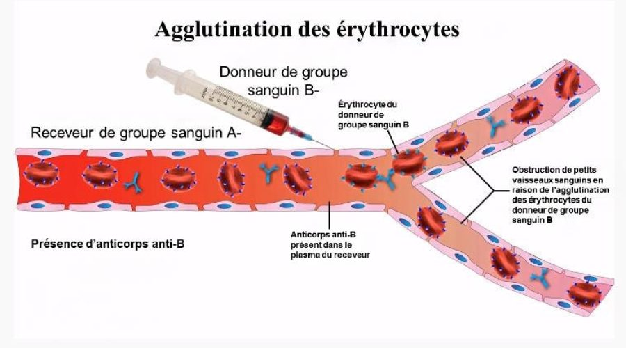 Erythrocytes_agglutination